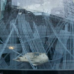 ready for transport to The Gallery, L.E. Shore Library, Thornbury, Crucible of Beauty, a freestanding LED light sculpture by Lumencrafter, rests in the back of our old Subaru. Seen through the back window, a bleached deer skull rests on a bed of polycarbonate strips wildly woven through metal mesh atop an old TV monitor which will, when installed, play a loop of flickering firelight.