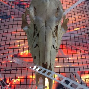 Close-up of deer skull mounted on Crucible of Beauty, original handmade freestanding LED light sculpture by Lumencrafter exhibited at Sourceworks Ceramics Studio for the 2018 Grey County Autumn Leaves Studio Tour. A bleached deer skull rests on a bed of polycarbonate strips wildly woven through metal mesh atop an old TV monitor playing a loop of flickering firelight.
